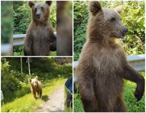 Momentul în care un pui de urs este hrănit cu covrigi de turiştii de pe Transfăgărăşan. Imaginea a devenit virală pe reţelele sociale