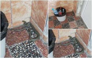 Şerpii au invadat grădina unui bloc din Bucureşti. Reptilele au fost surprinse şi în scara blocului