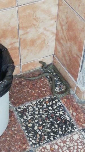 Şerpii au invadat grădina unui bloc din Bucureşti. Reptilele au fost surprinse şi în scara blocului