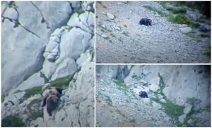 O ursoaică a supravieţuit în mod miraculos, după ce s-a prăbuşit de pe o stâncă, în Spania. Cum au găsit-o rangerii