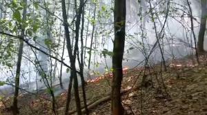 Un bărbat din Maramureş a dat foc pădurii Firiza ca să le dea de lucru pompierilor: „Să nu mai stea pe TikTok”