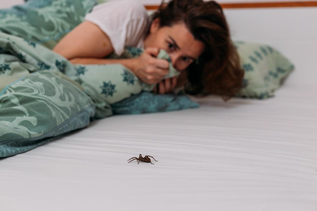 O femeie din UK a sunat la poliţie pentru a le cere să o scape de un păianjen „imens” din casă. Reacţia autorităţilor