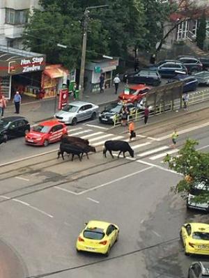 Traficul din Iaşi a fost dat peste cap de şase vaci care au ieşit la plimbare prin centrul oraşului