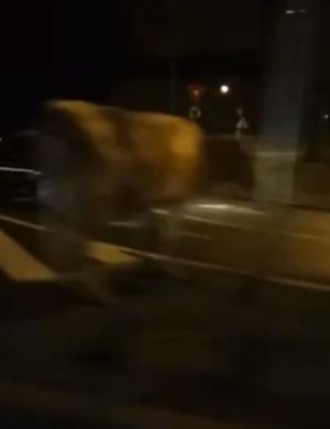 O vacă a ajuns într-un sens giratoriu din centrul Clujului. Animalul a stat cuminte, fără să fie deranjat de maşinile care treceau prin zonă
