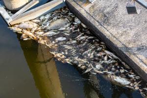 Catastrofă ecologică pe râul Oder: Zeci de tone de pești morți, autoritățile oferă 210.000 de euro pentru găsirea vinovaților