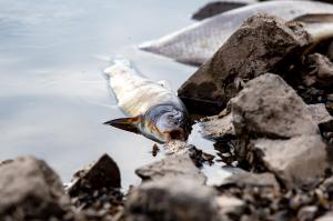 Catastrofă ecologică pe râul Oder: Zeci de tone de pești morți, autoritățile oferă 210.000 de euro pentru găsirea vinovaților