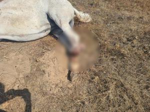 Revoltător: Cal lăsat să agonizeze peste 24 de ore, pe un câmp din Constanța, în urma unui accident rutier