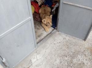 Pui de leu despărțit de mama lui, găsit ascuns în garajul unui sucevean. Bărbatul a fost amendat cu 25.000 de lei