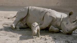 Pui de rinocer alb şi-a făcut oficial debutul în faţa publicului, la o grădină zoologică din San Diego