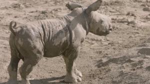 Pui de rinocer alb şi-a făcut oficial debutul în faţa publicului, la o grădină zoologică din San Diego