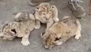 Trei pui de leu, la Grădina Zoologică din Brăila. Micuţii s-au născut în captivitate şi sunt perfect sănătoşi