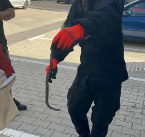 Şarpe găsit printre colete, într-o maşină de curierat din Floreşti, Cluj. Şoferul a sunat imediat la 112