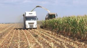 România recoltează cu 6 milioane de tone mai puțin porumb în 2022. Care vor fi urmările