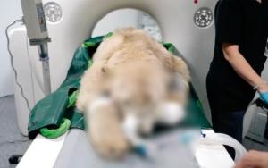 Povestea lui  Dikson, ursul polar care a rămas paralizat, după ce a fost împușcat de 30 de ori: "Nu va mai putea să meargă niciodată"