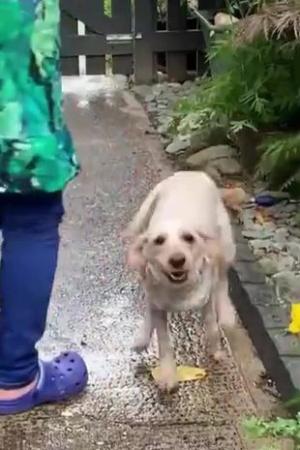 Momentul înduioșător în care un câine se reunește cu stăpânii, la un an după ce a fost furat: "I-a luat o fracțiune de secundă să-și dea seama cine este”