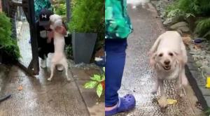 Momentul înduioșător în care un câine se reunește cu stăpânii, la un an după ce a fost furat: "I-a luat o fracțiune de secundă să-și dea seama cine este”