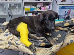 Câine călcat intenţionat de o şoferiţă în Bistriţa-Năsăud. Animalul a fost lăsat în stradă agonizând