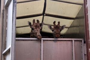 Grădina zoologică din Târgu Mureș se laudă cu două noi vedete: Pumpkin și Kamala, singurele girafe din România