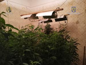 Plantație și un adevărat laborator de prelucrare a cannabisului, descoperite în Timiș. Patru indivizi, săltați de mascați și duși la audieri