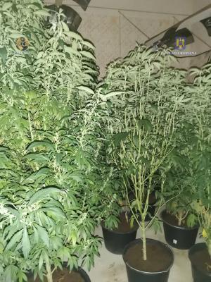 Plantație și un adevărat laborator de prelucrare a cannabisului, descoperite în Timiș. Patru indivizi, săltați de mascați și duși la audieri