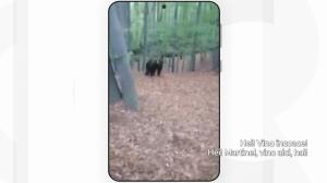"Hei! Martinel, vino aici". Un bărbat inconştient din Gorj a agasat un urs, după ce a dat nas în nas cu el în pădure