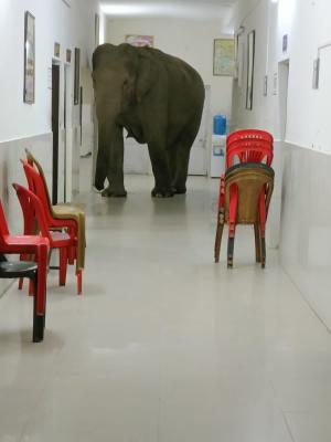Trei elefanți au fost surprinși în timp se plimbau pe coridorul unui spital din India