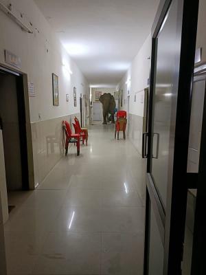 Trei elefanți au fost surprinși în timp se plimbau pe coridorul unui spital din India