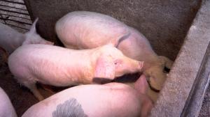 Pesta porcină africană ameninţă industria cărnii din Europa. În România sunt cele mai multe focare
