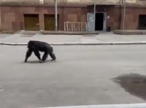 Chichi, un cimpanzeu care a scăpat de la un zoo din Ucraina, a fost plimbat cu bicicleta prin parc. VIDEO
