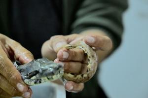 Specie nouă de şarpe descoperită în Amazonul ecuadorian: "Sunt o relicvă a timpului, atât de străvechi"