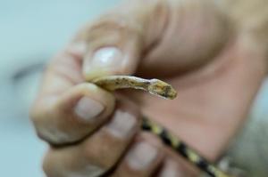 Specie nouă de şarpe descoperită în Amazonul ecuadorian: "Sunt o relicvă a timpului, atât de străvechi"