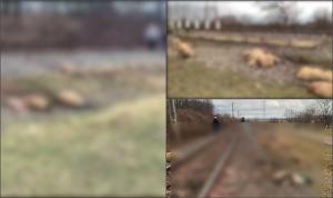 Imagini dramatice pe o cale ferată din Brașov: Un cioban a murit, alături de 20 dintre oile pe care le păzea, după ce a fost spulberat de un tren