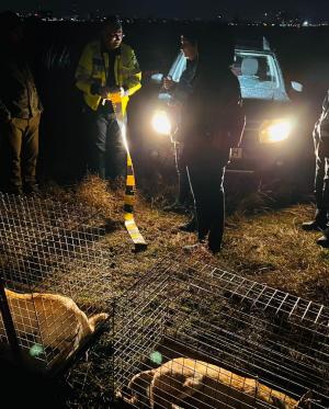 ASPA se laudă că a capturat 12 câini adulţi şi doi pui în zona Lacul Morii, după moartea Anei Oros