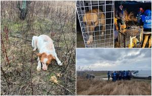 ASPA se laudă că a capturat 12 câini adulţi şi doi pui în zona Lacul Morii, după moartea Anei Oros