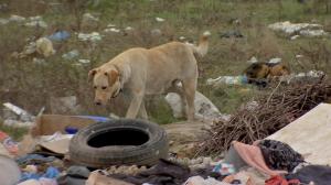 Tragedia Anei Oros se poate repeta oricând în Bucureşti. Zonele din Capitală, unde câinii abandonaţi fac legea