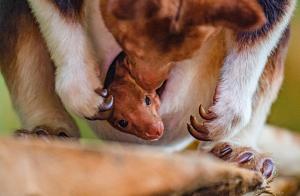 Un pui de cangur arboricol, specie pe cale de dispariţie, s-a născut la o grădină zoo din UK