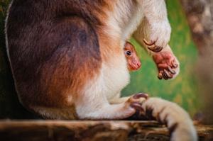 Un pui de cangur arboricol, specie pe cale de dispariţie, s-a născut la o grădină zoo din UK