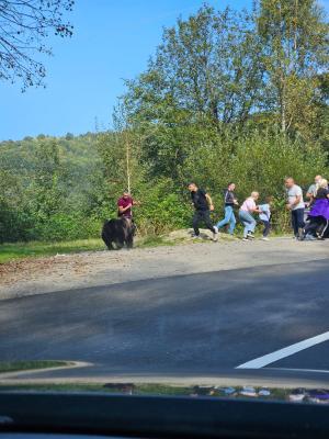 Turişti pe Transfăgărășan, la un pas să fie atacaţi de ursul cu care se fotografiau: "Îi dau de mâncare. Nu e voie măi"