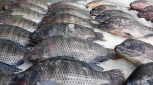 Cât de proaspăt e peştele cumpărat din piaţă sau din supermarket. Observator a dus carnea la laborator: rezultatele sunt neaşteptate