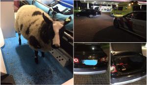 Un român din Olanda a furat o oaie de la o grădină zoologică și a ascuns-o în portbagajul mașinii: "De ce ai lua acest animal? Nu ca să o mângâie"