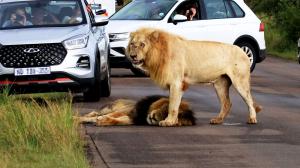 Un leu obosit a adormit pe un drum din Africa de Sud şi a blocat tot traficul. Cum au reacţionat şoferii