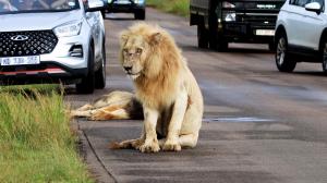 Un leu obosit a adormit pe un drum din Africa de Sud şi a blocat tot traficul. Cum au reacţionat şoferii