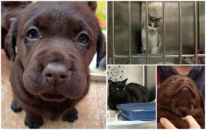 Reguli noi pentru protejarea animalelor. Comisia Europeană schimbă condițiile pentru vânzarea câinilor și pisicilor