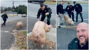 Un porc scăpat de la o fermă a fost alergat de polițiștii din SUA 1 km până a fost prins. "Suntem toți prieteni aici"