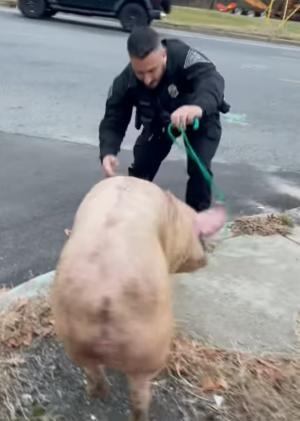 Un porc scăpat de la o fermă a fost alergat de polițiștii din SUA 1 km până a fost prins. "Suntem toți prieteni aici"
