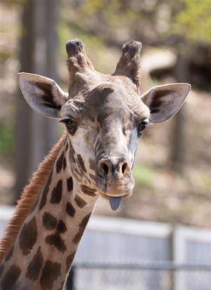 "Un eveniment neprevăzut și fără precedent". Parker, o girafă de doar 6 ani, a murit după ce a rămas cu gâtul blocat în gardul unei grădini zoologice din SUA