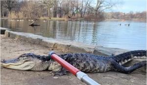 "Godzilla", capturat în New York. Un aligator, prins de autorităţi într-un parc din Brooklyn: reptila, afectată de temperaturile din metropolă