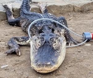 "Godzilla", capturat în New York. Un aligator, prins de autorităţi într-un parc din Brooklyn: reptila, afectată de temperaturile din metropolă