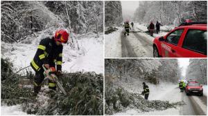 Vremea rea a făcut prăpăd în țară. Pompierii din Arad au intervenit pentru a îndepărta copacii doborâți de zăpadă