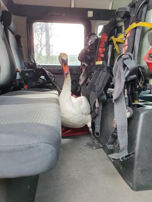 O lebădă, salvată de la moarte, i-a însoțit pe pompierii constănțeni la stingerea unui incendiu: "Am avut un coleg înaripat"